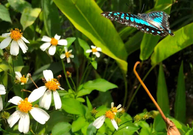 Bai Orchid and Butterfly Farm - BORBOLETAS 