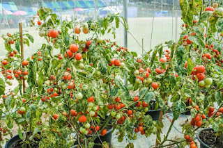 Greenhouse lighting for tomatoes