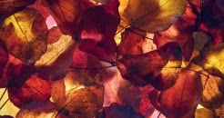 WALLPAPERS HD: Autumn Leaves