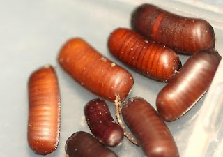 Australian Cockroach Control, How to Kill Australian Roaches