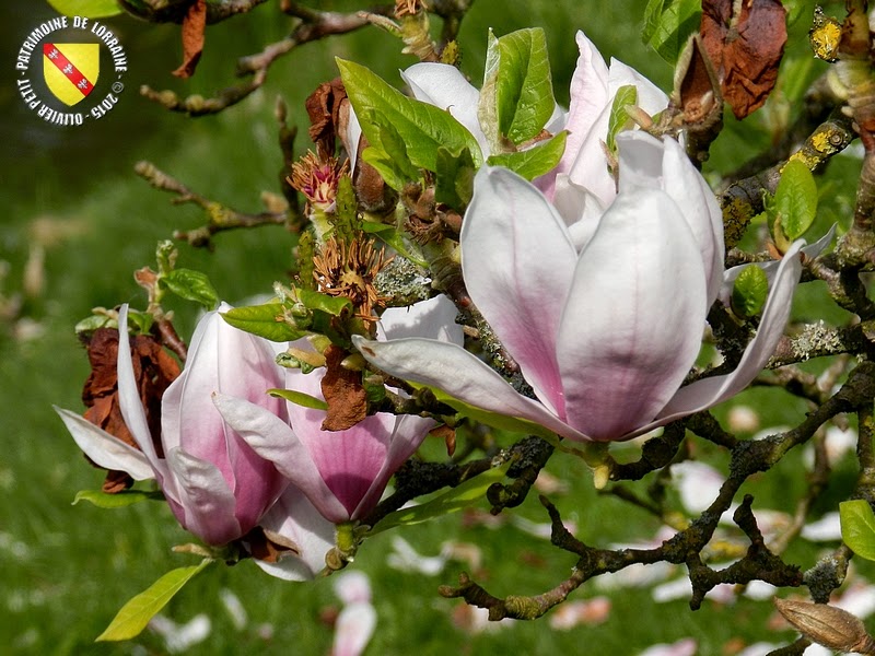 VILLERS-LES-NANCY (54) : Le jardin botanique du Montet-Magnolia étoilé