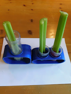 Celery-in-food-colouring