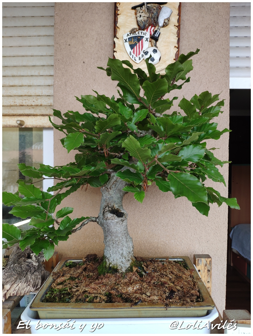 El alambrado del bonsái