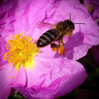 Abeja. El Triunfo de los Sueños. Diario de un Observador El reto es difícil porque con la llegada de las políticas europeas las tiendas familiares españolas están, igual que las abejas, en peligro de extinción.
