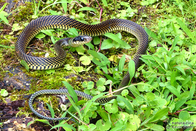 Drymobius margaritiferus - Speckled Racer