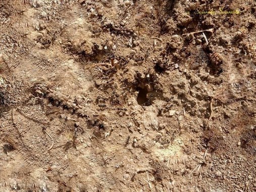 Terra con la tana delle formiche