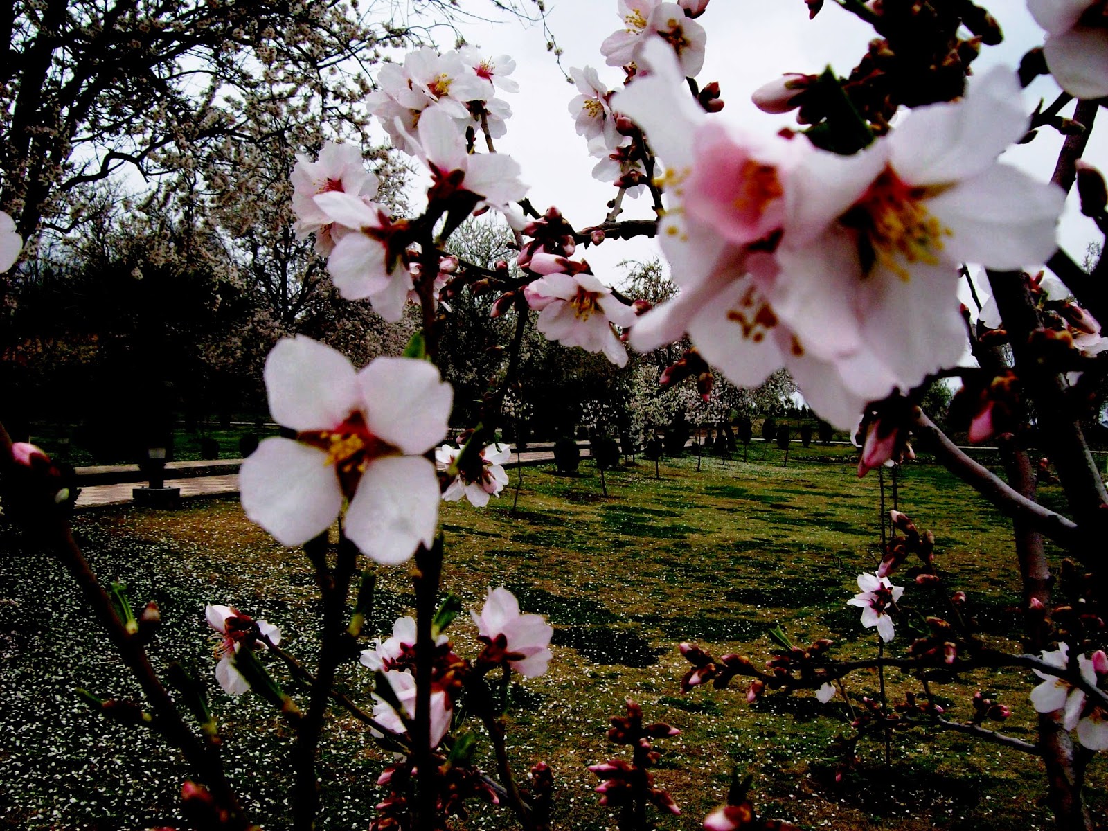 CHINAR SHADE SOME FLOWERS OF KASHMIR