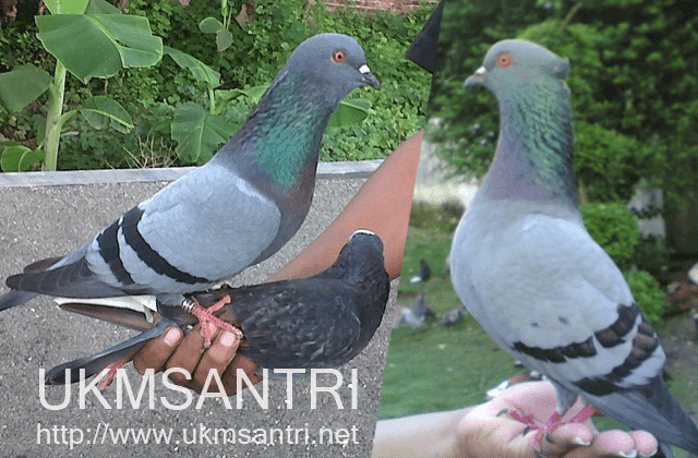Warna Merpati Balap Paling Langka Dan Paling Umum Ukm Santri