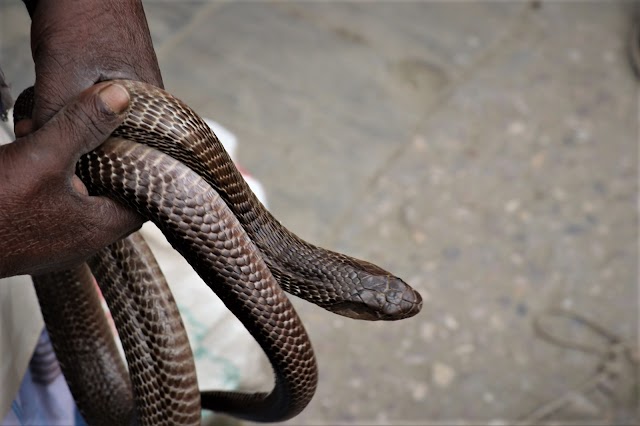 King Cobra In Nepal