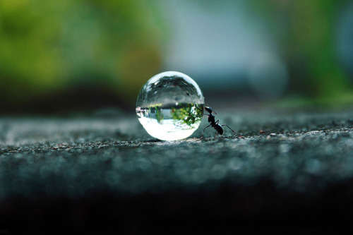 water drop and ant wallpaper