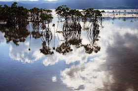 宮古島の癒し 八重山の刺激 小浜島アカヤ湾のマングローブ林