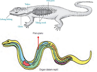 cara kerja organ pernapasan pada reptil www.simplenews.me
