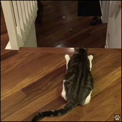 Funny Cat GIF • 2 cats waffles ambush. Sneaky cat attack in stairs. “Wait for it!”