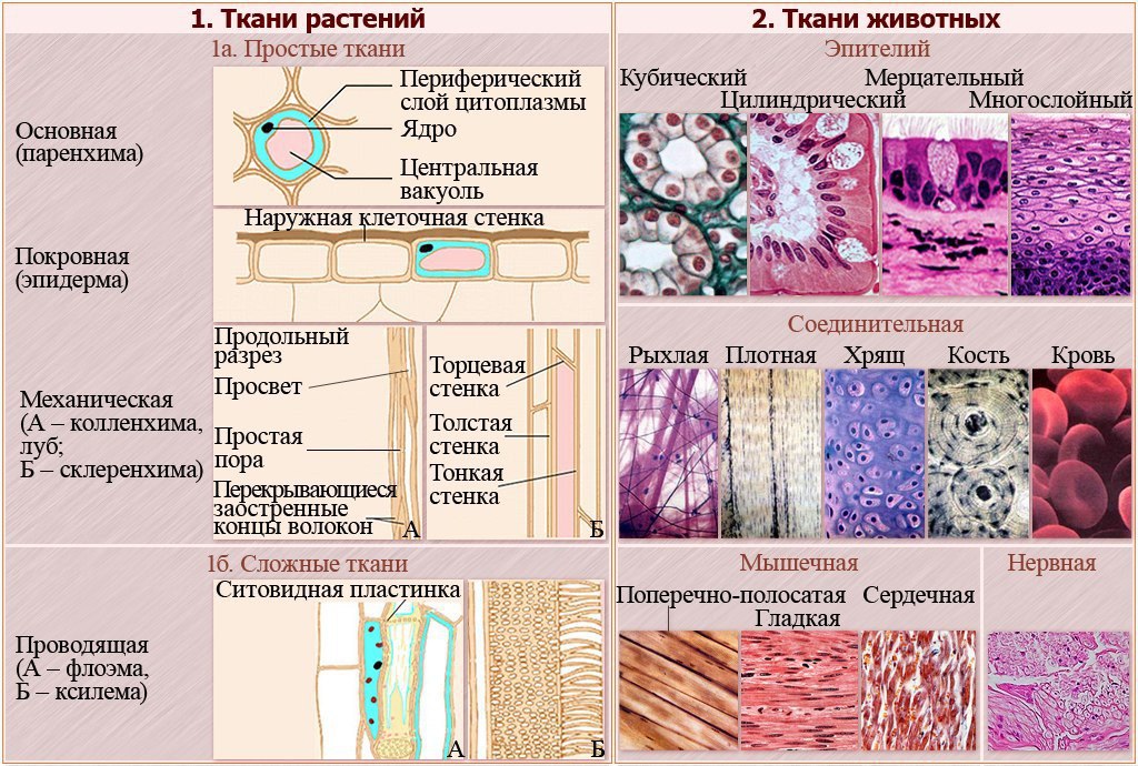 Живой тканью является. Ткани растений и животных 5 класс биология. Биология ткани человека таблица. Ткани животных и ткани растений таблица. Виды тканей животных таблица ЕГЭ по биологии.