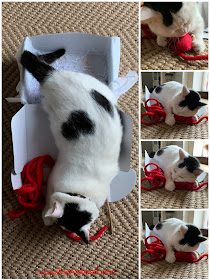 What's In The Box ©BionicBasil® Gus & Bella Take Meowt Valentine's Box - Latecomer Smooch Makes Up For Missed Time