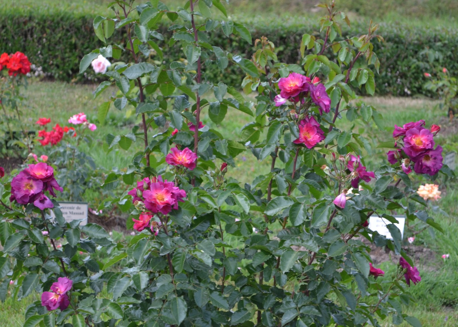 Sodo Stilius: Nauji atradimai Rundalės rožyne, Latvija 2013