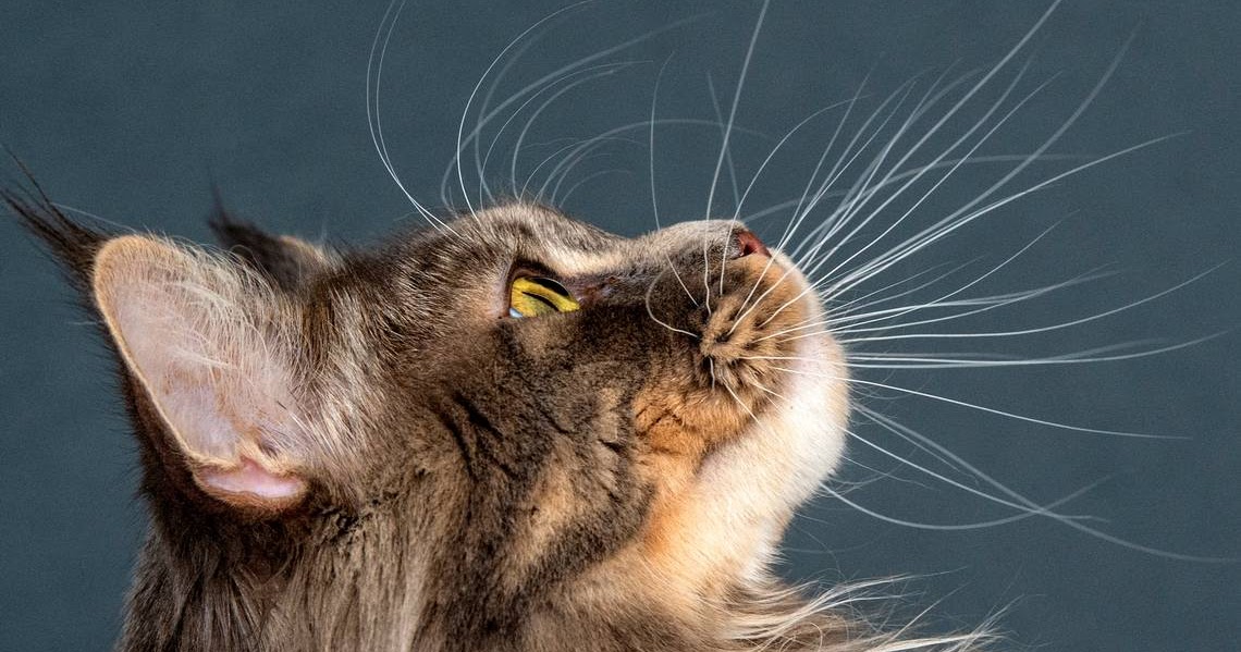 Cats could be banned in a New Zealand town. TRUMP LAND