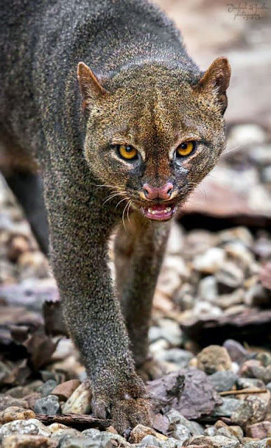 Photo by jindrich_photographe on 500px. This is a quite a mean looking cat.