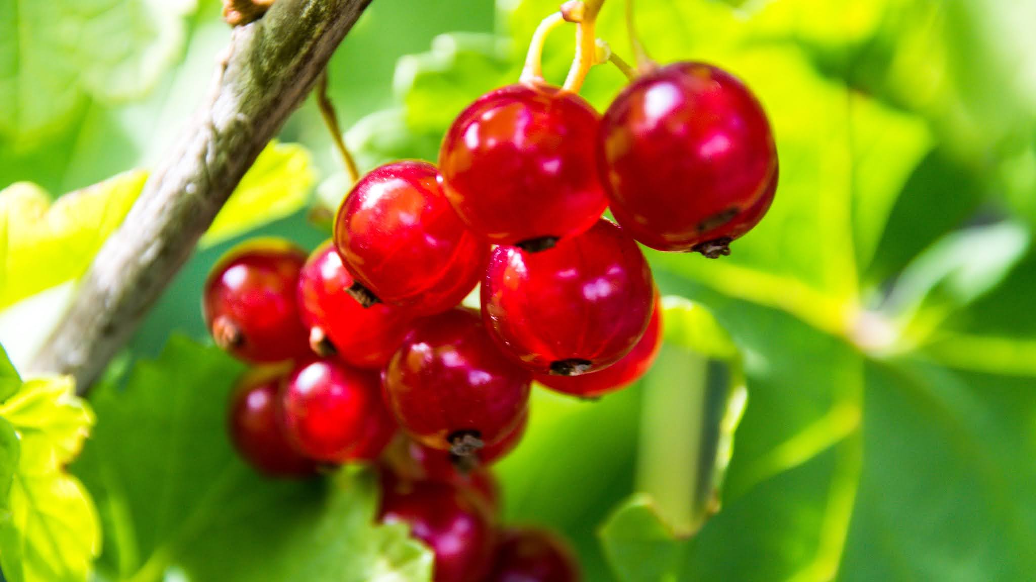 Wallpaper Red Currant Berries Fruits