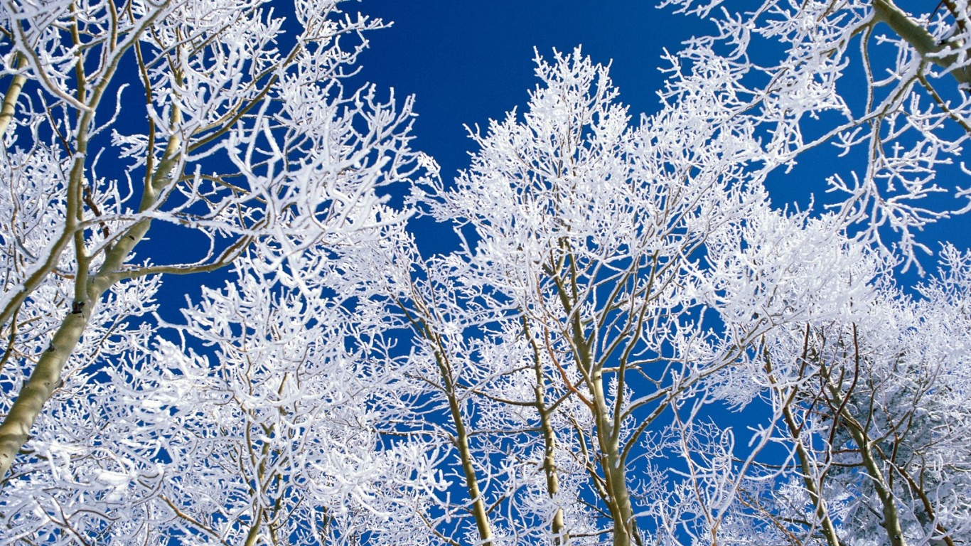 http://1.bp.blogspot.com/-x5hO3vjiUPc/USNXDT8dxII/AAAAAAAAB8c/2l6GNDmqFlk/s1600/Nature-late-afternoon-winter-trees-high-definition-wallpaper-hd.jpg