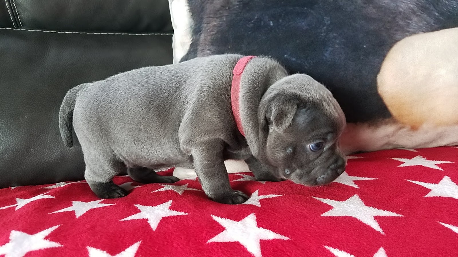 Four Week Old Blue English Staffies For Sale