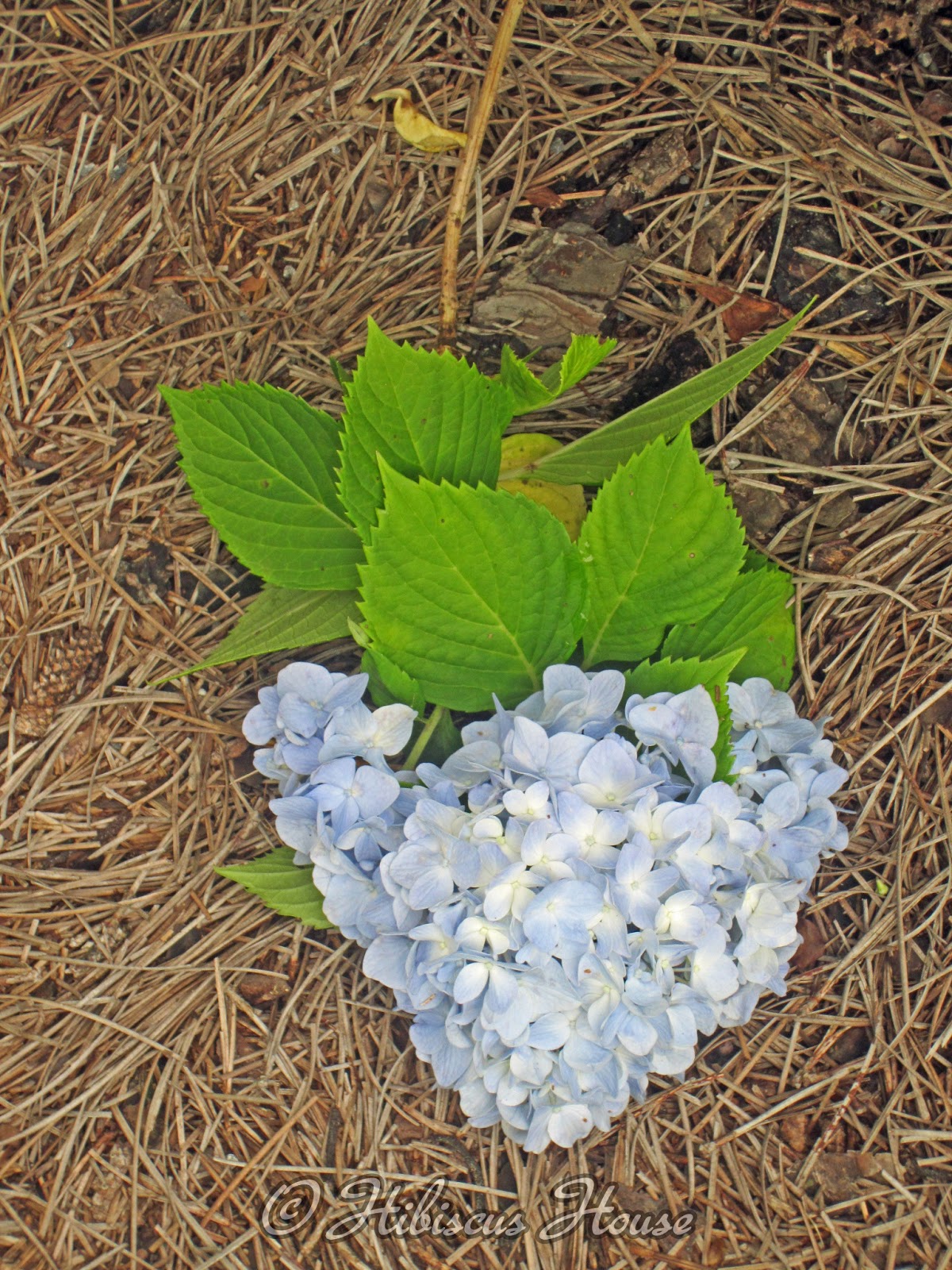 Plant Preview How To Train A Flowering Shrub Into A Distinctive