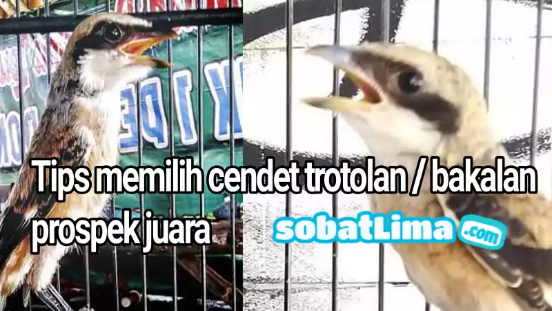Tips Mudah Memilih Cendet Bakalan Trotol Prospek Gacor Jawara Sobat Lima