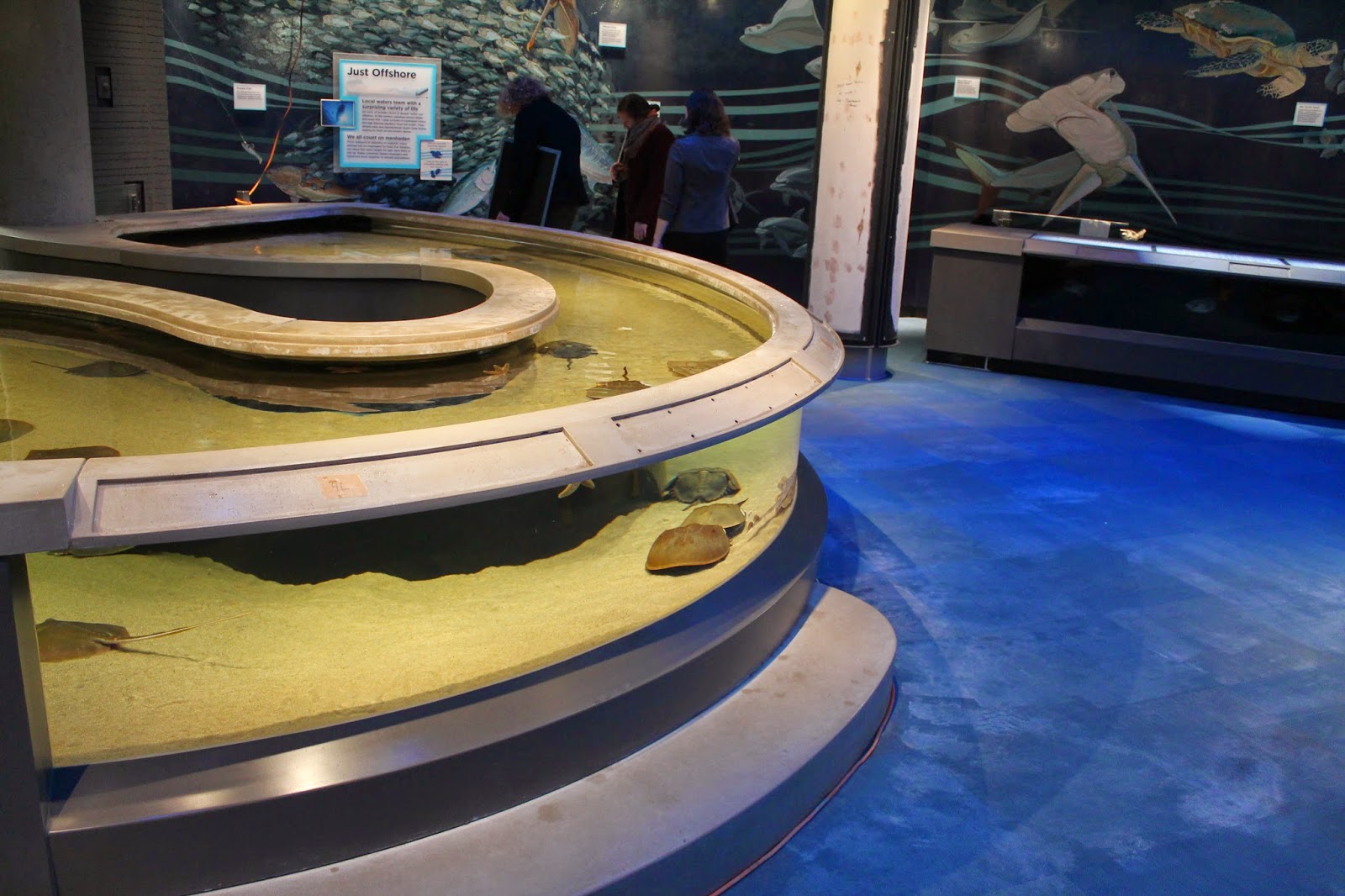 Stone Hill Farm Touch Tank at the National Aquarium LivingSeashore