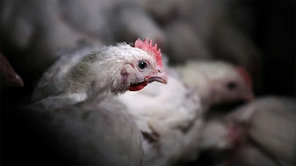 New York, News, World, Health, virus, Scientist, Chicken, Kill, Covid 19, Scientist warns of the danger of a pandemic triggered by chicken farms that could kill half the world's population
