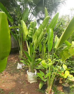 Pisang kipas adalah tumbuhan yang banyak dijumpai di halaman depan rumah karena sengaja di Manfaat Tanaman Pisang Kipas Selain Untuk Memperindah Taman