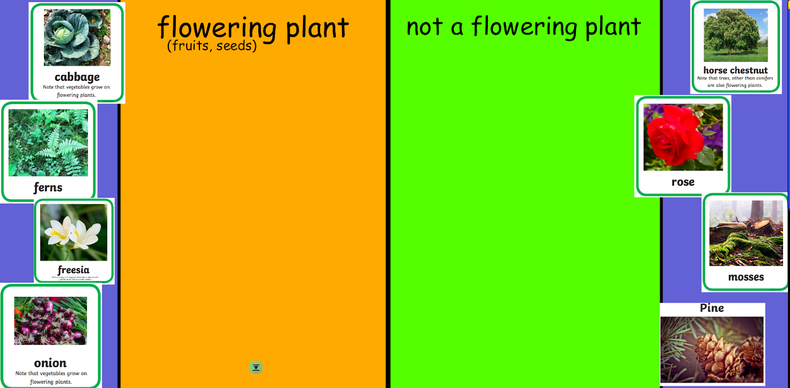 Year 2 Science similarities and differences of flowering plants