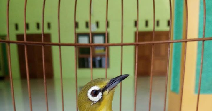 Rawatan Pleci Auri Cepat Buka Paruh Cara Gacor