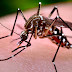 SAÚDE / ONU oferece ajuda ao Brasil para combater vírus Zika