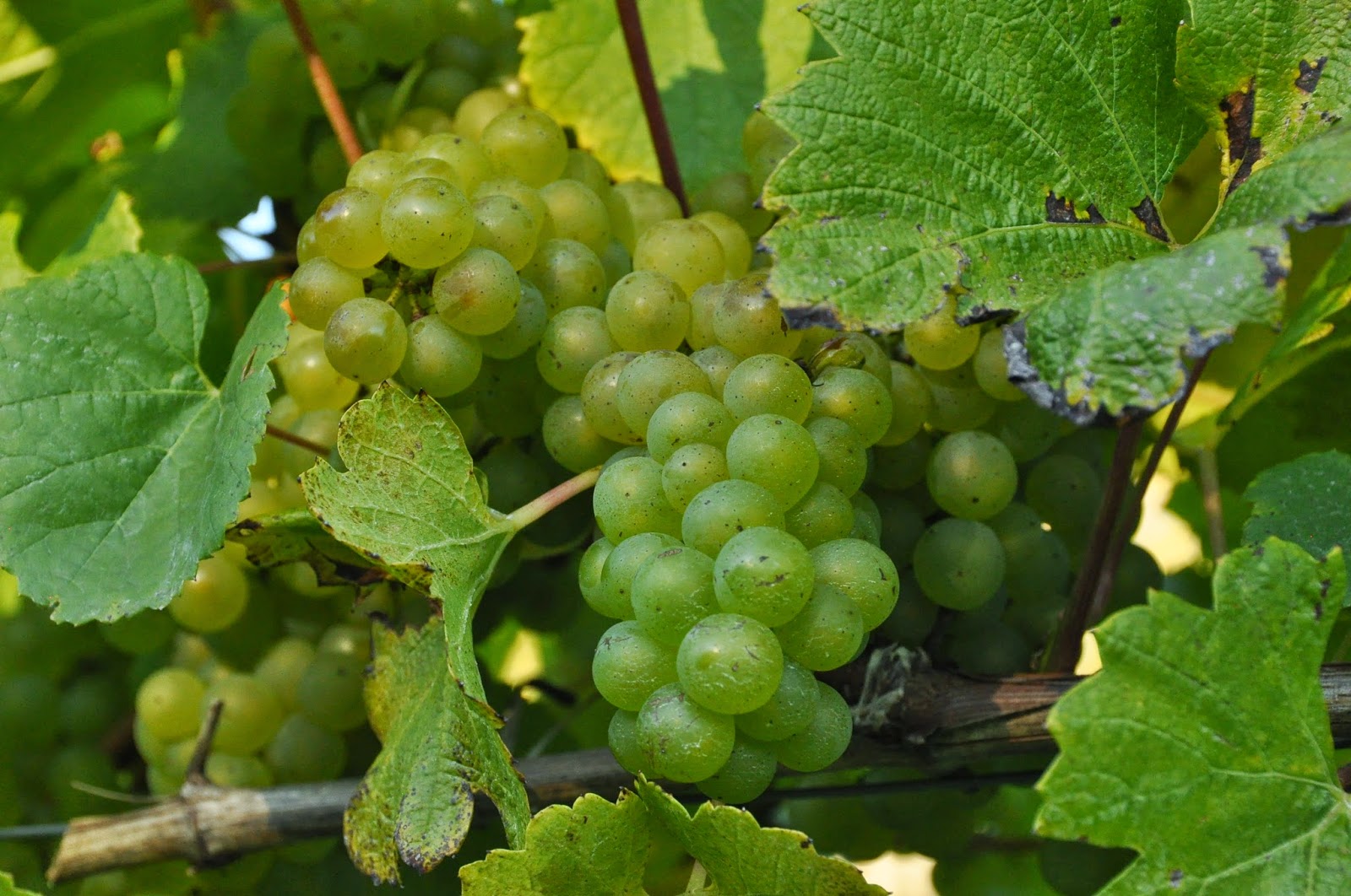 Granville Gardens Vineyard