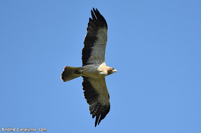 Àguila calçada (Hieraaetus pennatus)