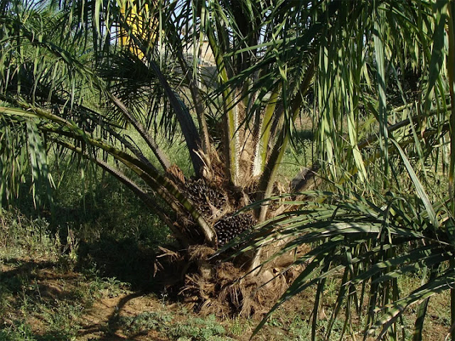 50,000 hectare palm oil plantation to be developed in Caraga region