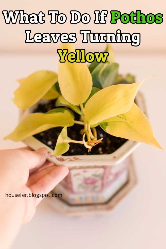 What To Do If Pothos Leaves Turning Yellow