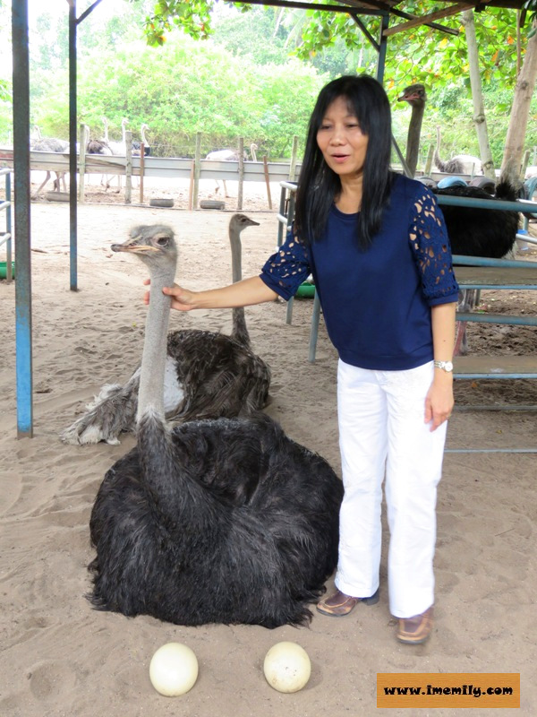 Visiting Chickaboo @ Desaru Ostrich Farm