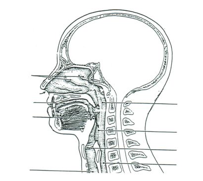 GCSE Biology Worksheets: Respiratory System Worksheet