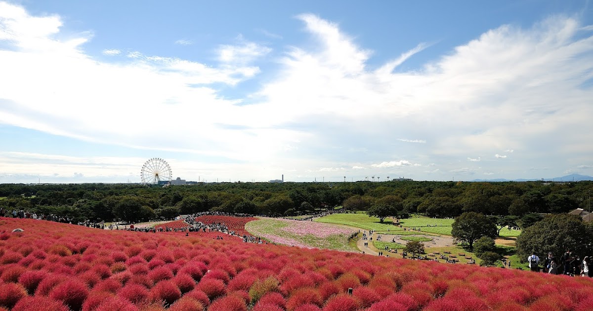[遊記] 2020常陸海濱公園~假日預約制的掃帚草