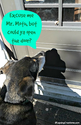 Dog watching a moth on the door