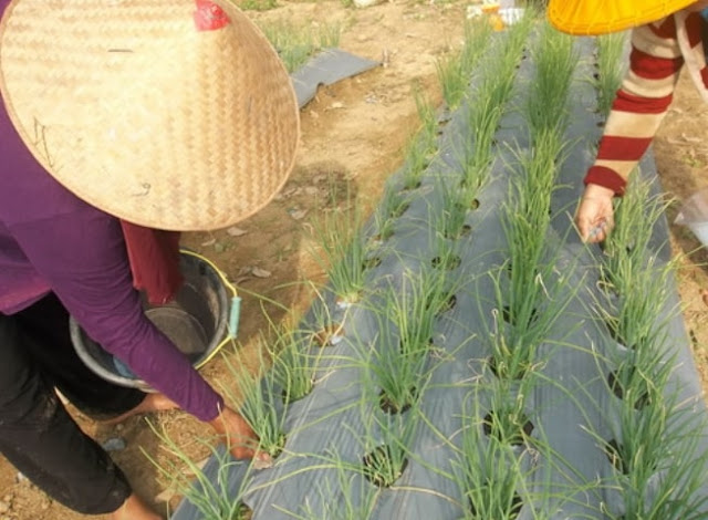 pemupukan cabe di musim hujan