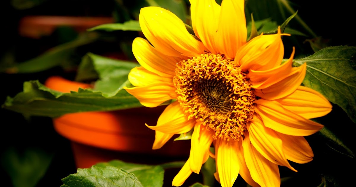 5 beautiful flower free macro photos - Topers Photos
