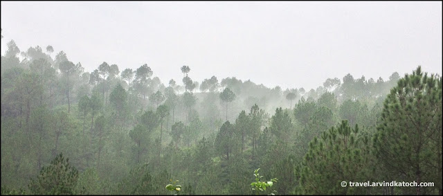 Pine Tree, Clouds, 