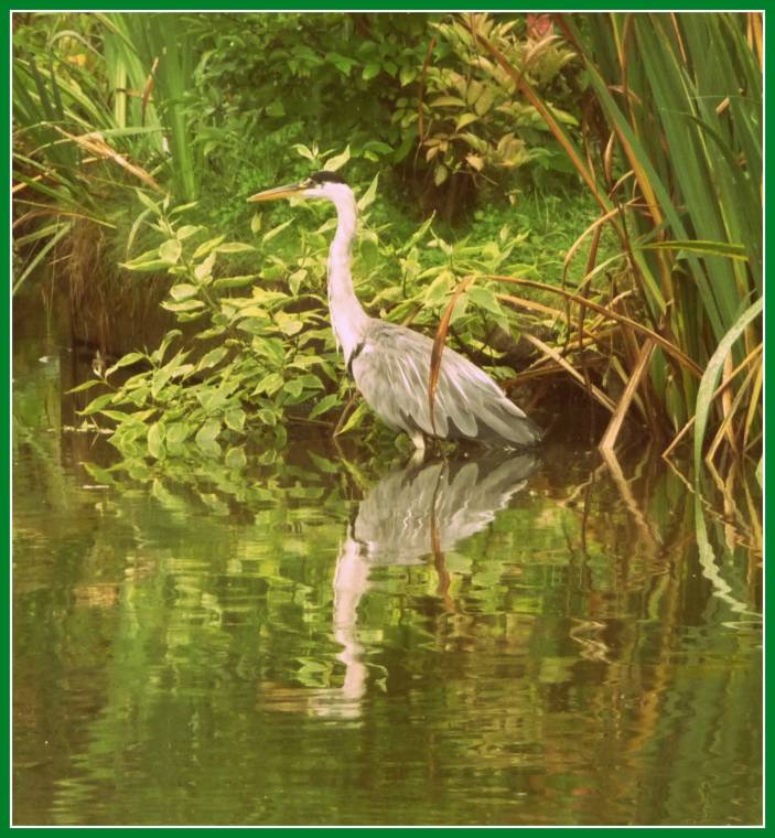 Heron At Chester Zoo: Wordless Wednesday Photo