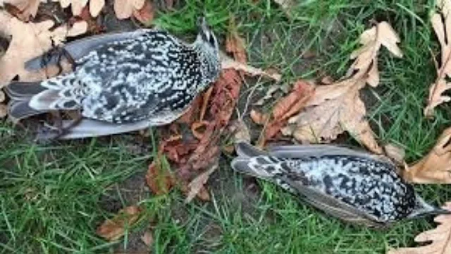 Dead birds in the Hague because of 5G test.