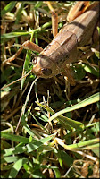 A Texas grasshopper.