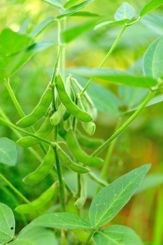 How to Grow Edamame, Tips For Growing and Harvesting Edamame