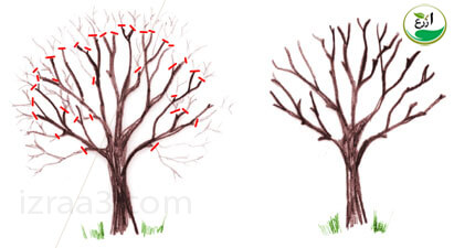 كيفية تقليم أشجار الفاكهة بنجاح موقع ازرع Izraa3