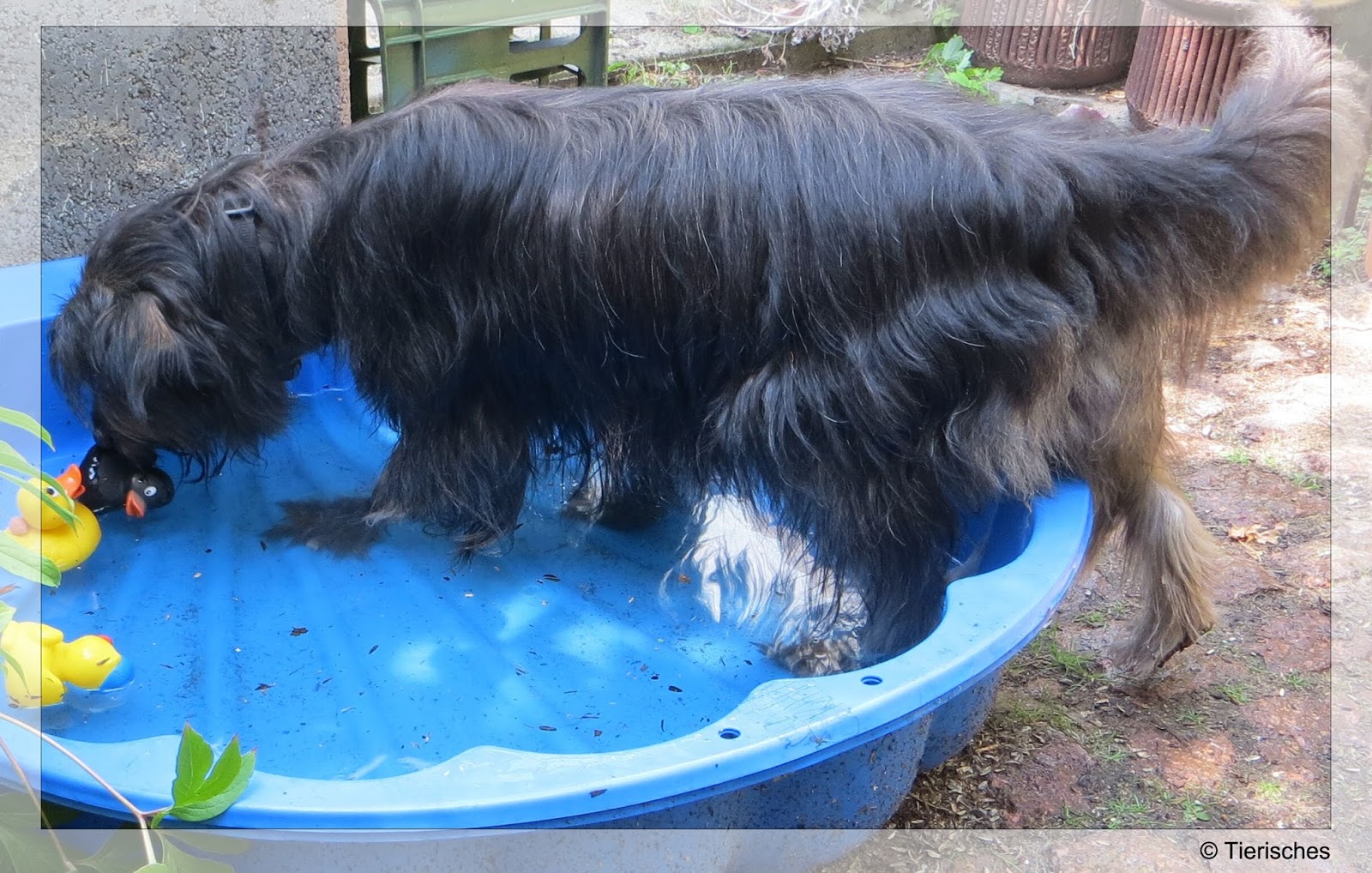 Tierisches Entenhausen